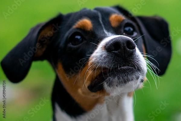 Obraz close up of a dog