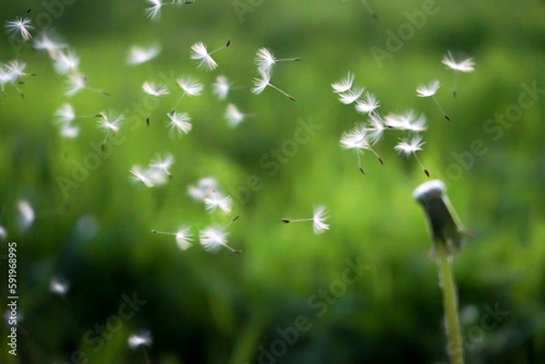 Obraz dandelion in the grass