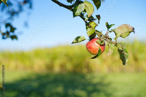 Fototapeta Apfel und Apfelbäume