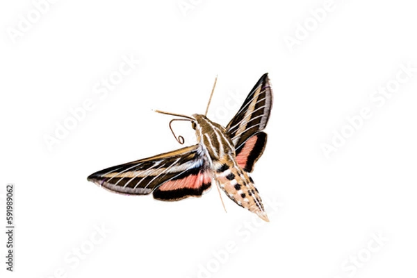 Fototapeta White-lined Sphinx Moth (Hiles lineata) Photo, in Flight Ready to Feed