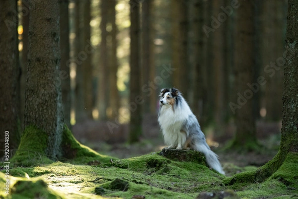 Fototapeta Shooting photo d'un chien dans les bois