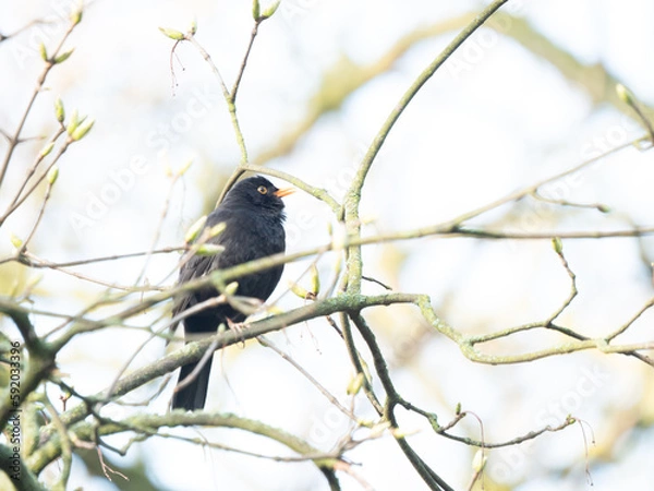 Obraz Turdus merula 04/2023