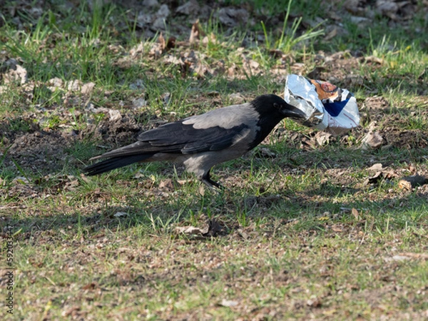 Obraz Corvus corone 04/2023