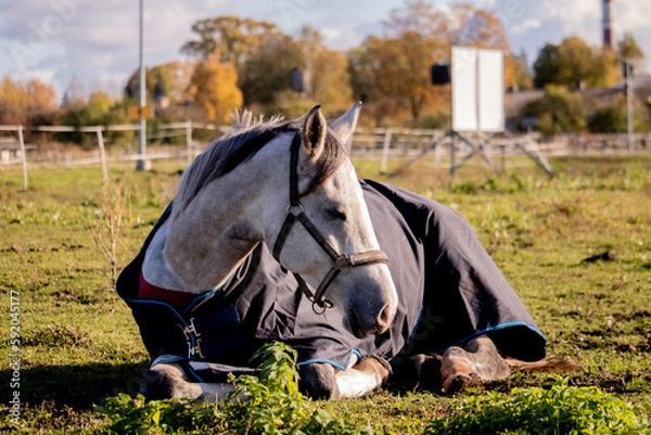 Fototapeta Gray horse sleeping in the field in summer