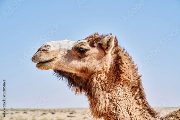 Fototapeta Close up pf a camel