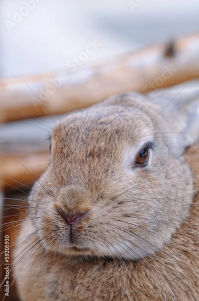 Obraz 兎のポートレート