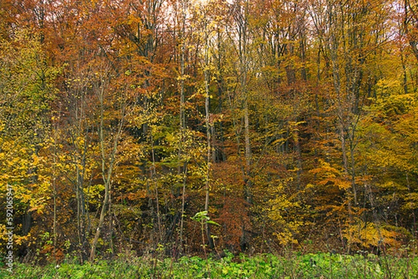 Fototapeta an autumn landscape. View of an autumn forest with yellow leaves