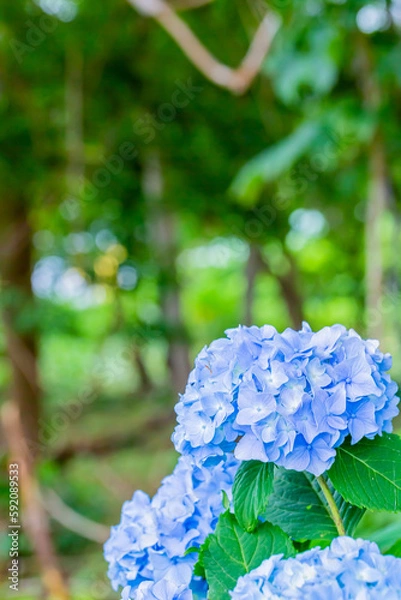 Fototapeta アジサイ
