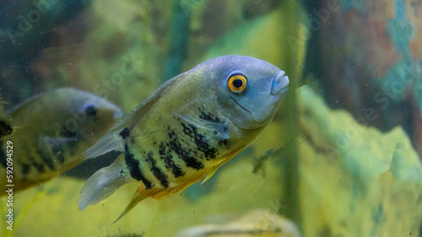 Obraz Pez azul del amazonas