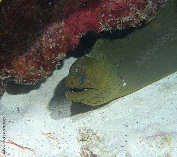 Obraz Green Moray Eel at cleaning station