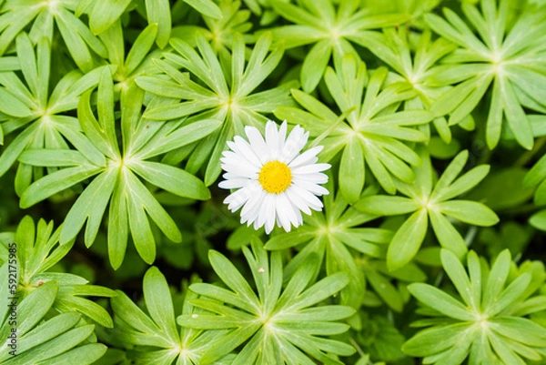 Obraz Gänseblümchen