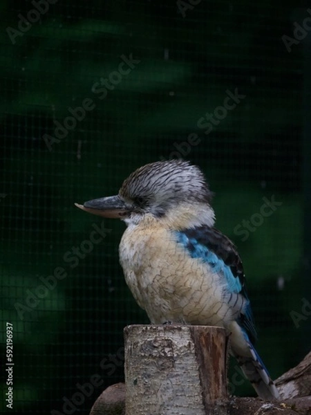Obraz oiseau bleu dans la nature