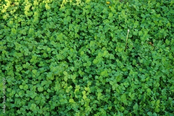 Fototapeta あたり一面に広がるクローバー（シロツメクサ）