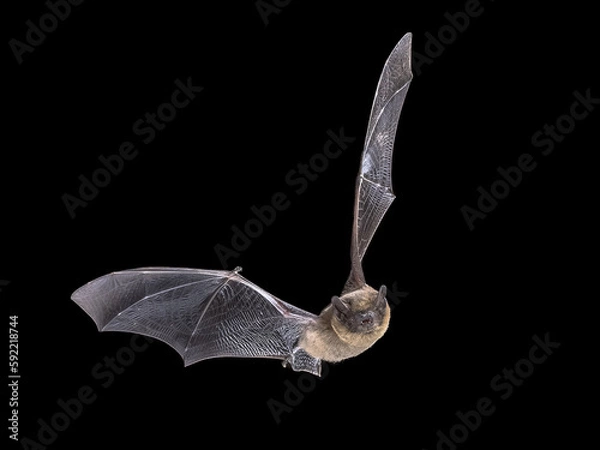 Obraz Flying Pipistrelle Bat on black background
