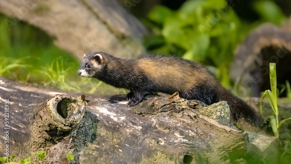 Obraz Polecat on trunk in forest at night