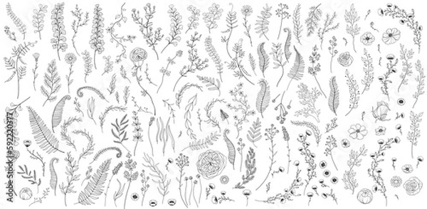 Fototapeta Line art floral element collection with plants, grass, branches, flowers, buds, stems, twigs and leaves, decorative botanical illustrations isolated on white background