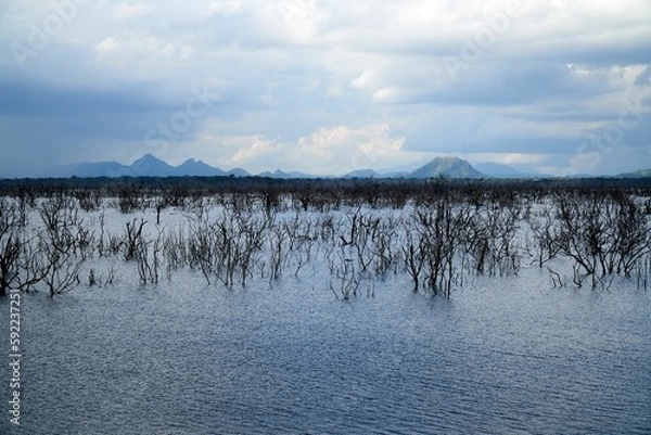Fototapeta Beautiful view of trees surrounded by sand with a cloudy sky background