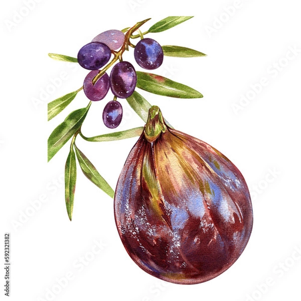 Fototapeta Ripe fig fruit, olives with leaf on branch isolated on white. Watercolor handrawing botanic illustration. Art for design