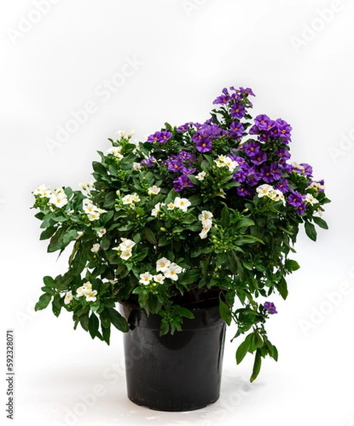 Obraz Solanum rantonettii Busch Bicolor