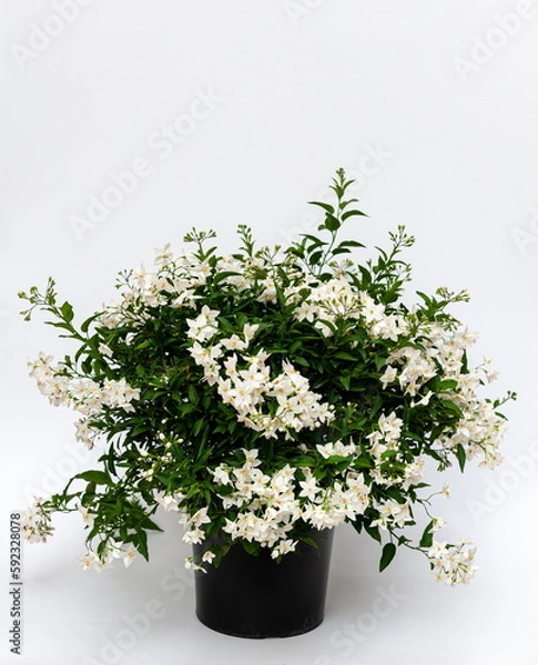 Obraz Solanum jasminoides Busch 