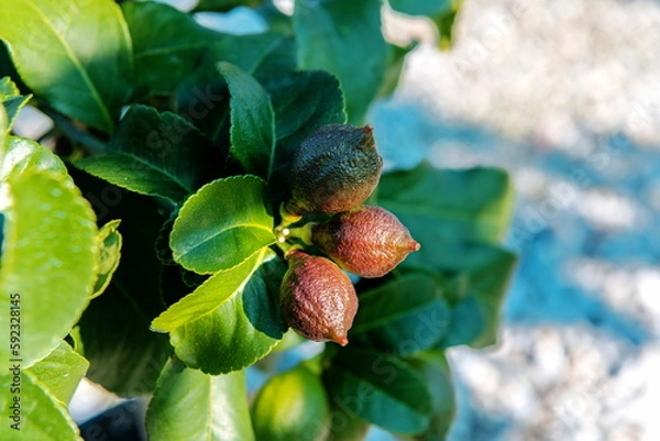 Obraz Citrus limon Carrubaro Frucht