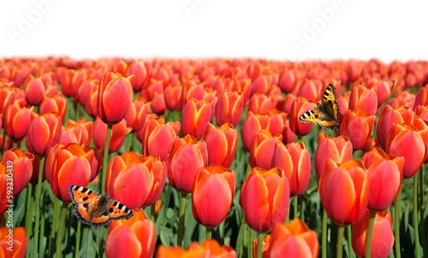 Fototapeta Beautiful flying butterflies and red tulips flowers on meadow, abstract natural background. blossoming spring season nature image. floral landscape. template for design.