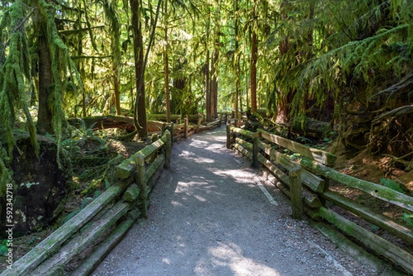 Fototapeta Walking path in Cathedral Grove with western cedar trees and douglas fir, Macmillan provincial park, Vancouver Island, Canada.