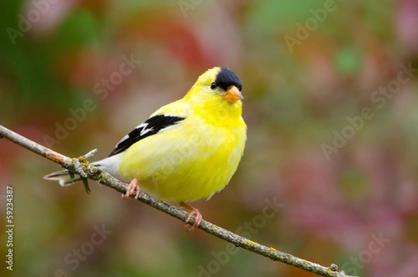 Obraz American Goldfinch
