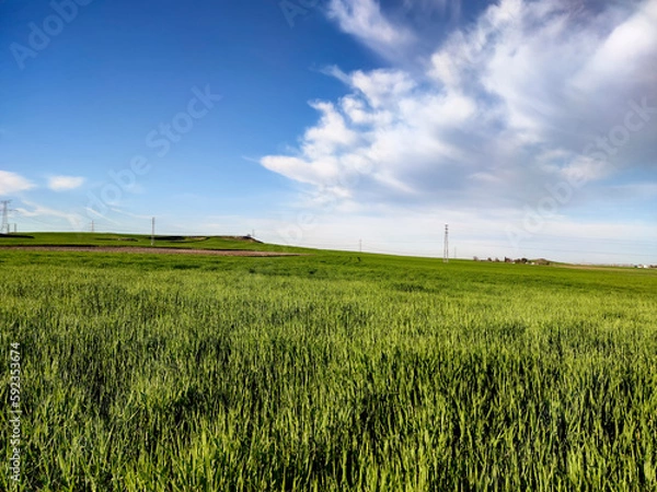 Fototapeta Sembrados en primavera