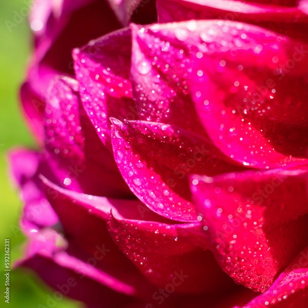 Fototapeta Plenty red petals with water droplets shining on bright sunlbeams. Square format of macrophotography.