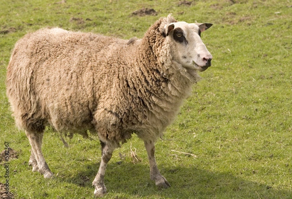 Fototapeta schaf auf der weide