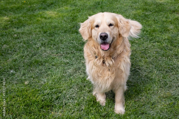 Obraz Funny Golden Retriever smiling
