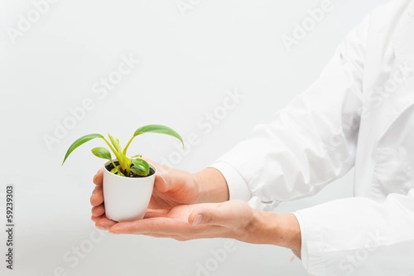 Fototapeta 植物を手にしている研究者