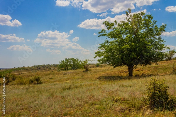 Obraz a tree in the steppe