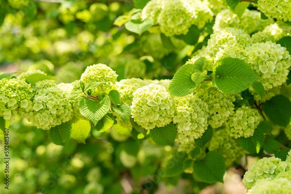 Fototapeta オオデマリの木
