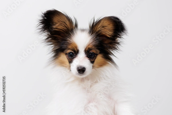 Fototapeta Portrait of tricolor papillon puppy on white
