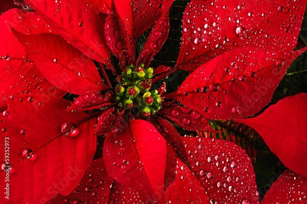 Obraz Poinsettia flower
