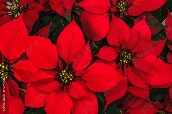 Obraz Poinsettia flower