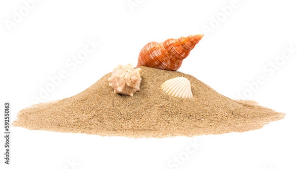 Fototapeta Isolated seashell on sand