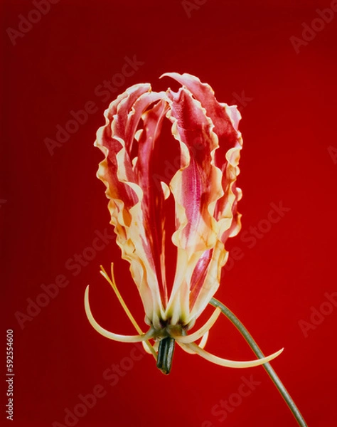 Obraz グロリオサ