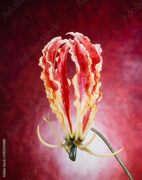 Obraz グロリオサ