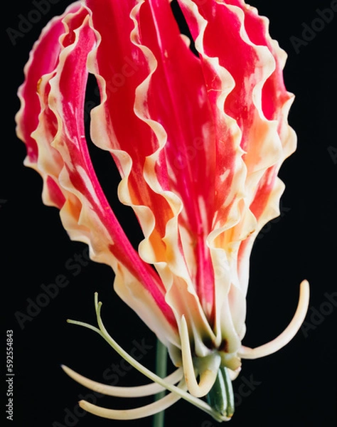 Obraz グロリオサ