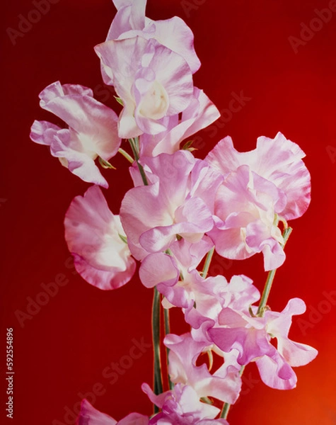 Obraz スイートピー