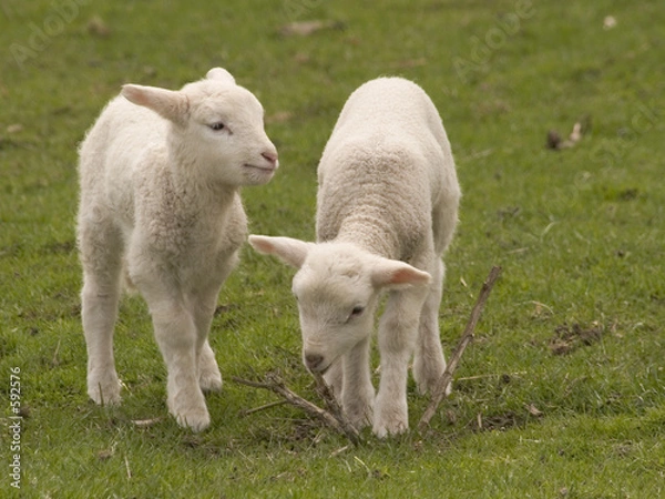 Obraz junge schafe