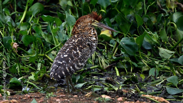 Fototapeta Tiger Heron