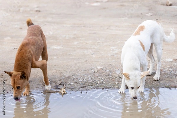 Obraz Two stray dogs drinking water from a puddle