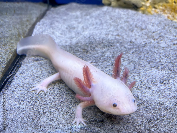 Obraz Ein Axolotl im Aquarium. Der Axolotl ist ein aquatil lebender mexikanischer Schwanzlurch aus der Familie der Querzahnmolche.

