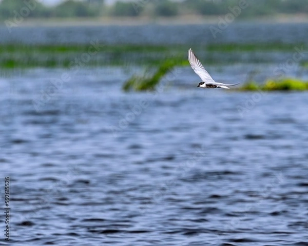 Obraz Whiskered tern (Chlidonias hybrida) flying over the lake