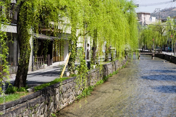 Obraz 京都白河筋の春風景