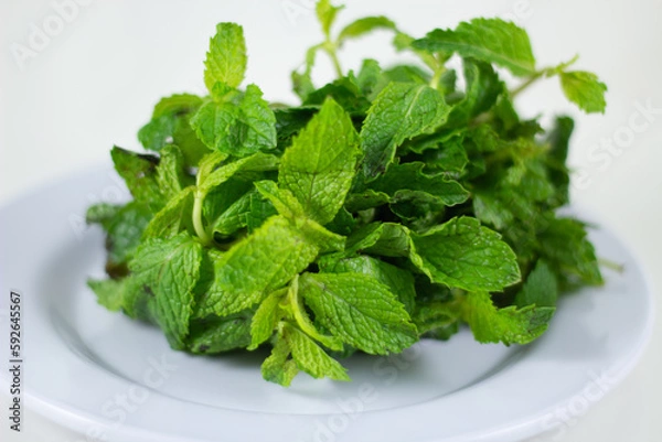 Obraz Bundle of Mint